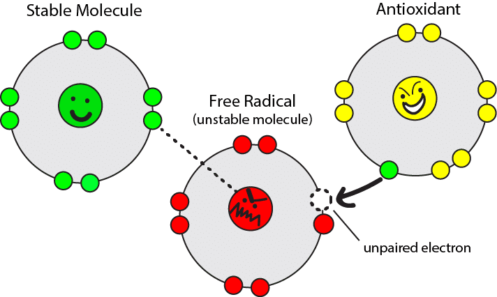 Antioxidant Shield