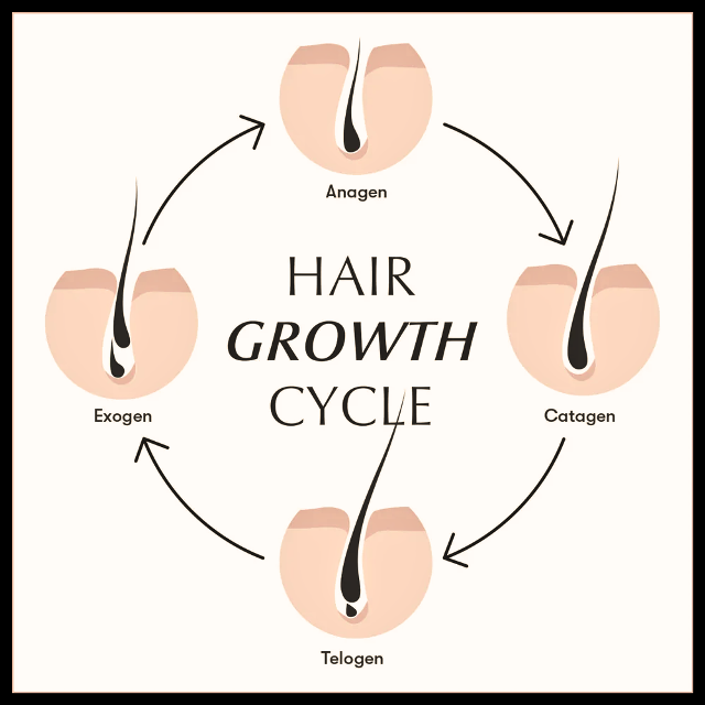 Hair growth cycle