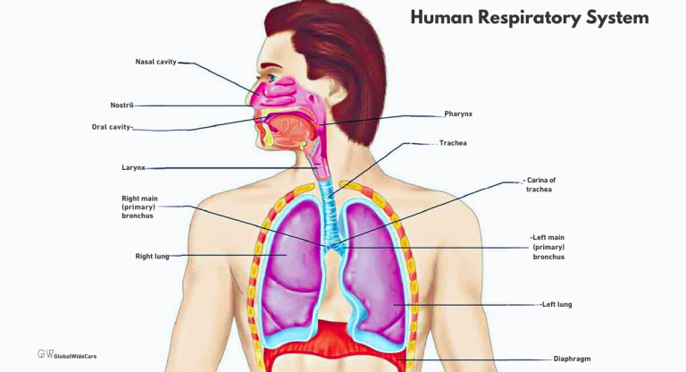 Human Respiratory System